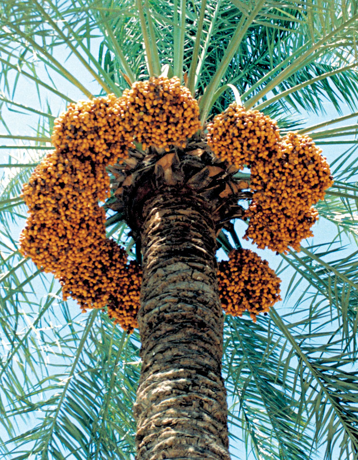 معلم نظافه نخيل وعجوه وزراعه نخل