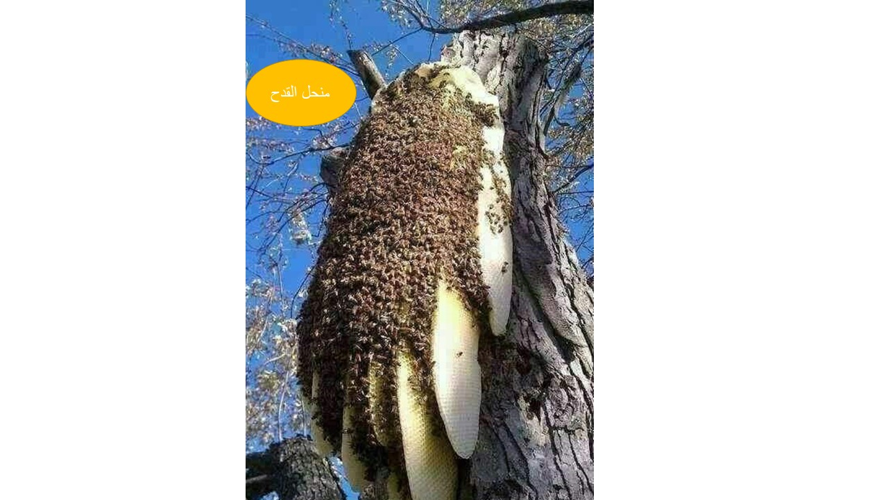 مناحل القدح  للعسل