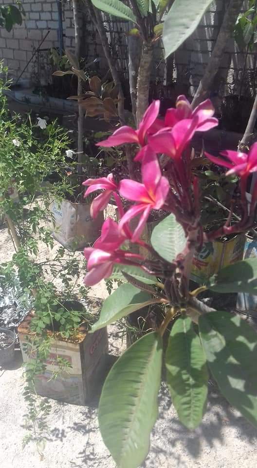 مشتل أبو  جواد