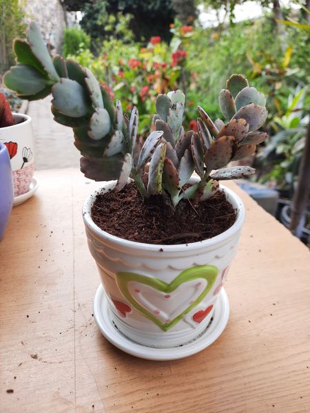 154429306_4343775225637225_7069747554785766924_n