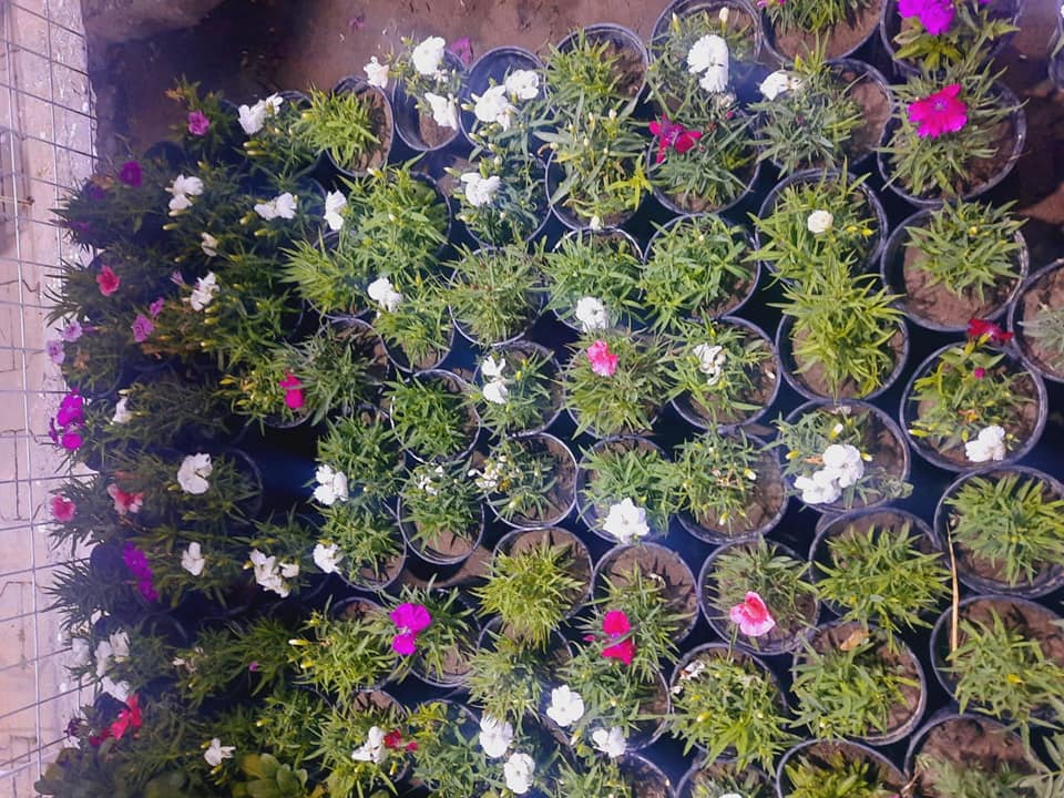 مشتل الجزيرة