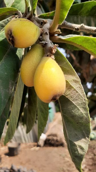 169519929_723494684952770_6329197640899368650_n