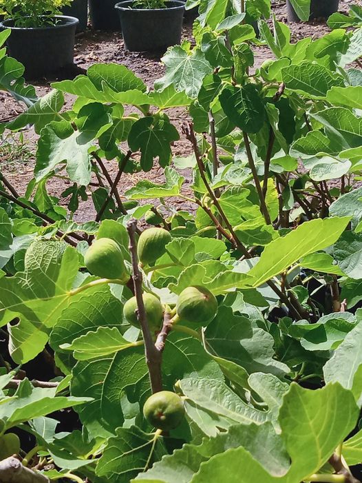 193589818_311844063868684_2052825292280199148_n