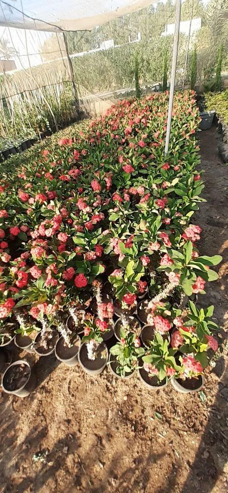 مشتل جرين لاند