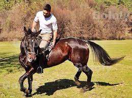 تدريب ركوب خيل