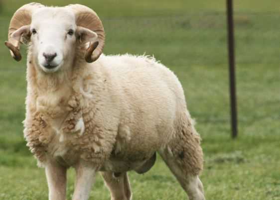 511_SheeppJPG_-_Qu50_RT1600x1024-_OS562x402-_RD562x402-