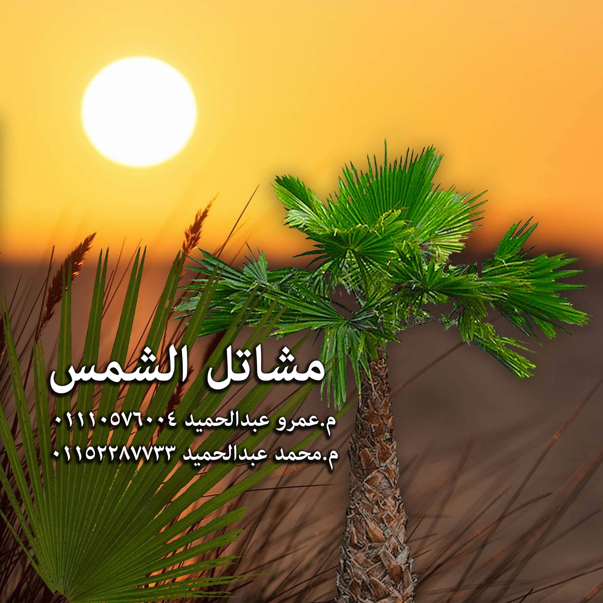 مشاتل الشمس - نباتات زينة