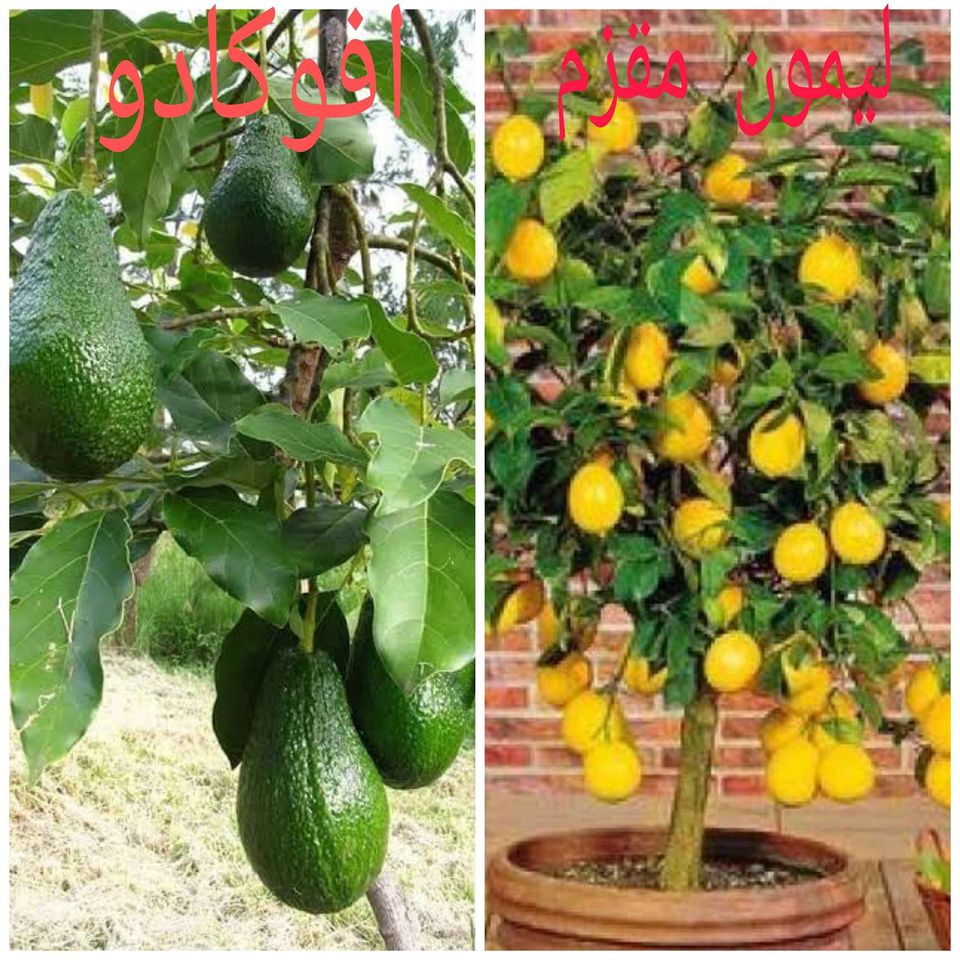 159313020_281733346867181_839324873767907442_n