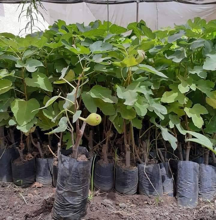 219163902_344210894084431_2391883862454681022_n