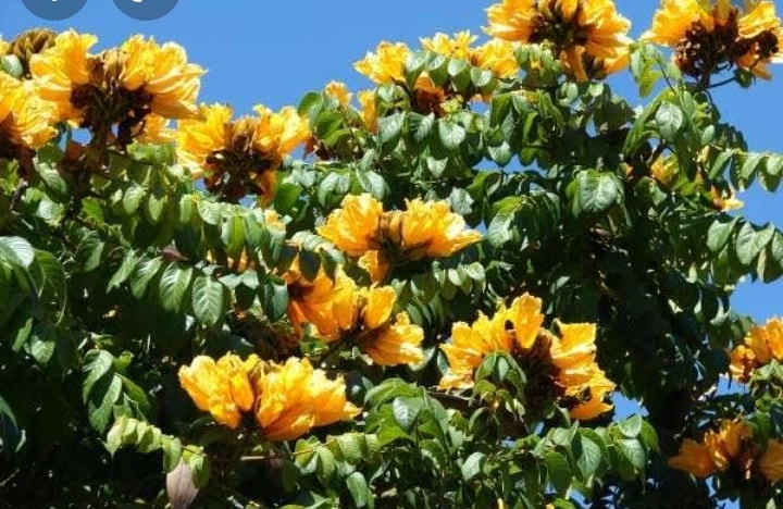 مشتل احمد محمد لنباتات الزينة